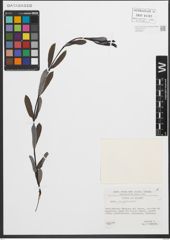 Foto von Salix purpurea L.